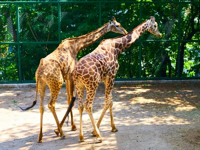 Kunming Zoo 2025 #5