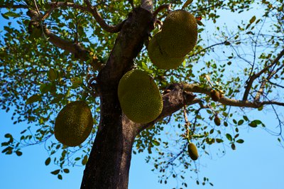 Zhongshan 202602 #20