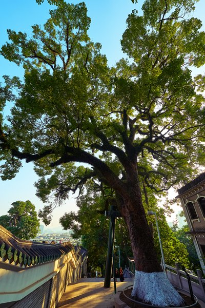 Zhongshan 202512 #22