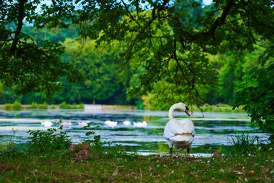 Photo from gallery HEC Park (Swans, Geese, Lake), Summer 201908 taken on 2019:08:16 20:42:27 at Jouy-en-Josas by DrJLT