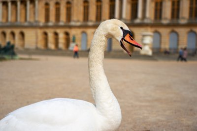 Photo from gallery Versailles (Swans, Chateau, Park) Spring 201904 taken on 2019:04:08 17:12:53 at Versailles by DrJLT