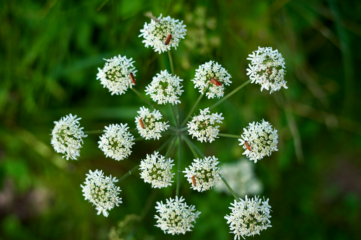 Hero Image for Nature in July 2021 [Flowers, Bugs]