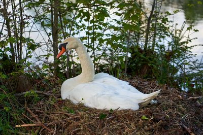 Mute Swan Family 2 [May 2021] #3