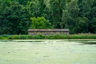 Mute Swan Family 2 [Aug 2021] #10