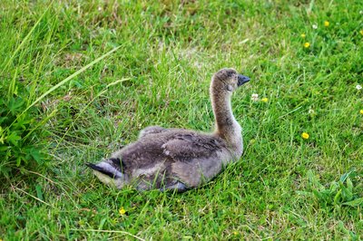 Photo from gallery Canada Geese Family Part 2 [June 2021] taken on 2021-06-05 20:55:02 at Yvelines by DrJLT