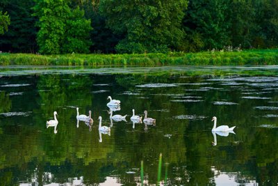 Photo from gallery HEC Park (Swans, Geese, Lake), Summer 201908 taken on 2019:08:23 20:36:31 at Jouy-en-Josas by DrJLT