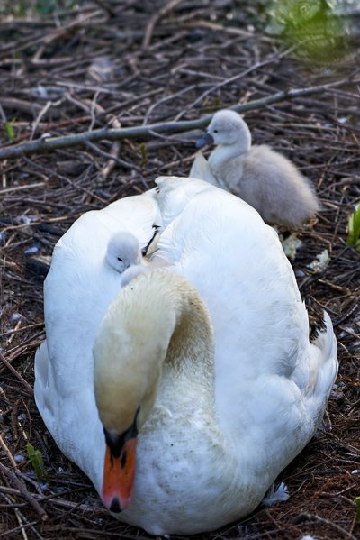Photo from gallery Mute Swan Family 1 [May 2021] taken on  at Yvelines by 