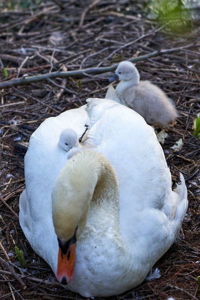 Mute Swan Family 1 [May 2021] #11