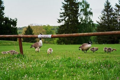 Canada Goose Family Part 1 [May 2021] #13