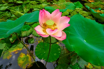 Xishuangbanna Manting Park 2025 #10