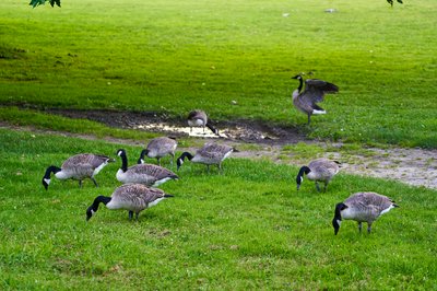 Photo from gallery Canada Geese Family Part 3 [July 2021] taken on 2021-07-22 20:46:52 at Yvelines by DrJLT