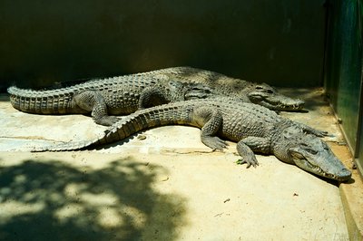 Kunming Zoo 2025 #14