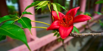 Zhongshan Parks 202603 #52