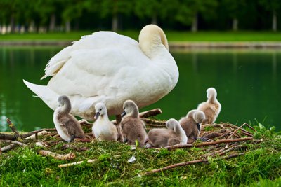 Photo from gallery Swans (New-Born Cygnets) @ Versailles, Spring 201905 taken on 2019:05:06 18:22:19 at Versailles by DrJLT