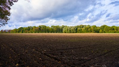 Park of Versailles, Autumn 2020 #10