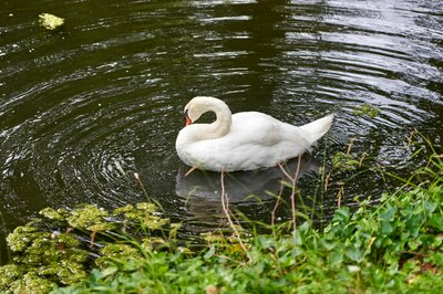 Photo from gallery Mute Swan Family 2 [Aug 2021] taken on 2021-08-18 17:58:43 at Yvelines by DrJLT
