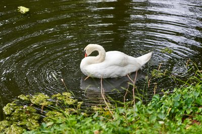 Mute Swan Family 2 [Aug 2021] #26