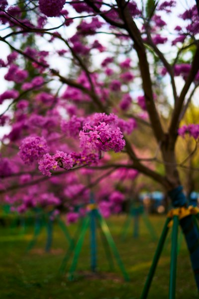 Zhongshan 202512 #78