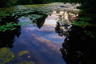 HEC Park (Swans, Geese, Lake), Summer 201908 #11