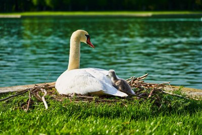 Photo from gallery Swans (New-Born Cygnets) @ Versailles, Spring 201905 taken on 2019:04:29 18:00:52 at Versailles by DrJLT
