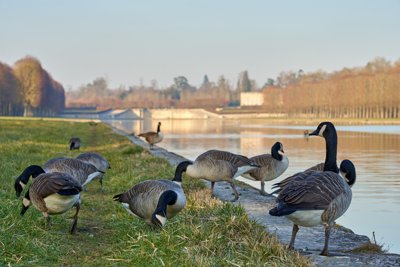 Seagulls, Swans, Flowers in Versailles (Park) Spring 201902 #16