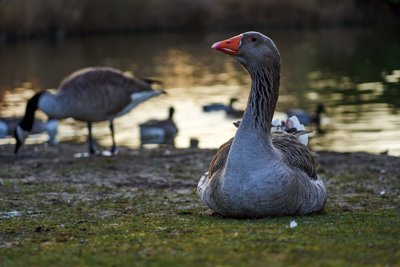 Geese & Canada Geese 201902 #11