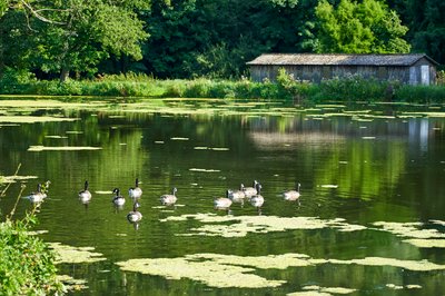 Photo from gallery Canada Geese Aug 2021 taken on 2021-08-20 17:55:40 at Yvelines by DrJLT
