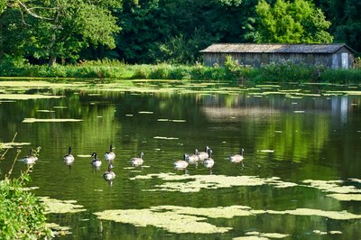 Canada Geese Aug 2021 #27