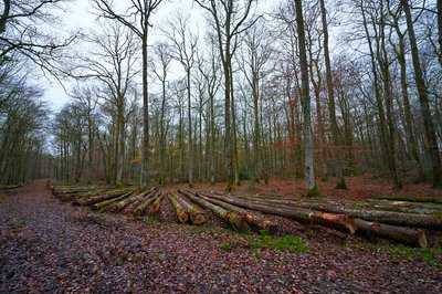 Senonches Forest [Nov 2021] #31