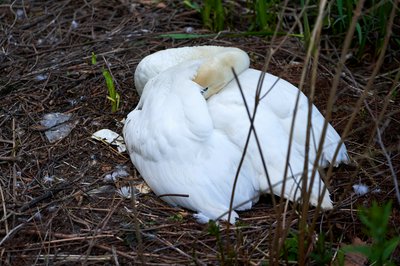 Mute Swan Family 1 [May 2021] #6