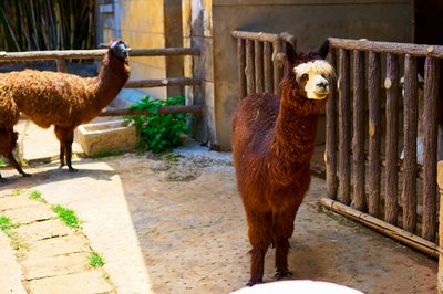 Kunming Zoo 2025 #53