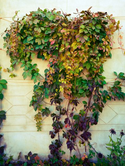 My Plants 2025 H2 #13