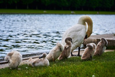 Photo from gallery Swans (New-Born Cygnets) @ Versailles, Spring 201905 taken on 2019:05:24 17:02:55 at Versailles by DrJLT