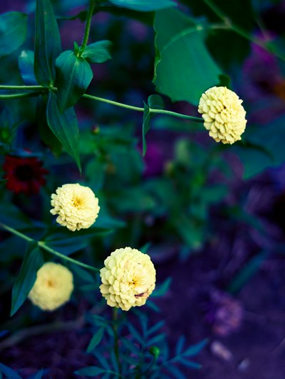My Plants 2025 summer #22