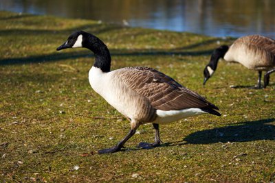 Photo from gallery Geese & Canada Geese 201902 taken on 2019:02:27 15:28:20 at Yvelines by DrJLT