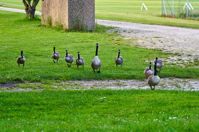 Photo from gallery Canada Geese Family Part 3 [July 2021] taken on 2021-07-22 20:45:49 at Yvelines by DrJLT