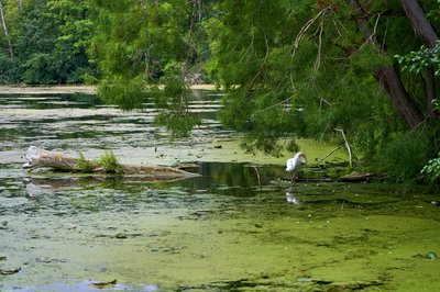 Mute Swan Family 2 [Aug 2021] #28