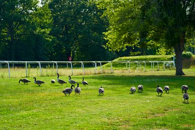 Photo from gallery Canada Geese Aug 2021 taken on 2021-08-20 18:01:55 at Yvelines by DrJLT