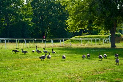 Canada Geese Aug 2021 #33