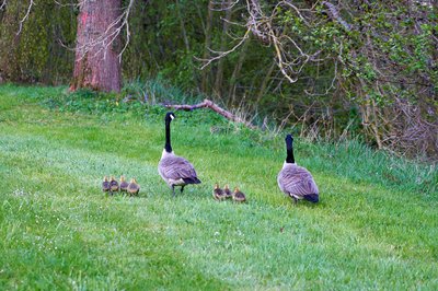 Photo from gallery Canada Goose Family Part 1 [May 2021] taken on  at Yvelines by 