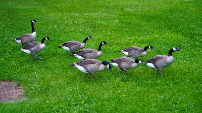 Canada Geese Family Part 3 [July 2021] #12