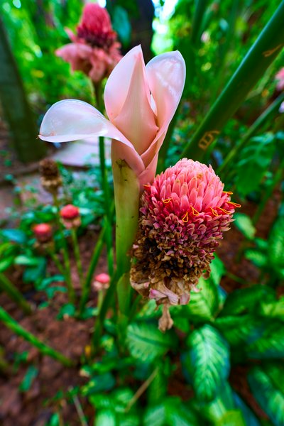 Xishuangbanna Manting Park 2025 #20