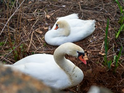 Mute Swan Family 1 [May 2021] #2