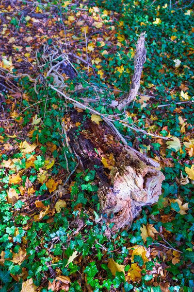 Park of Versailles, Autumn 2020 #17