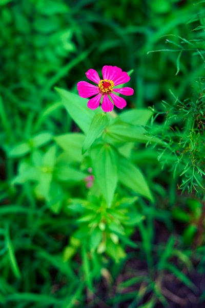 My Plants 2025 summer #1