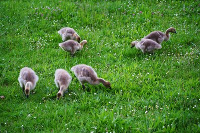 Canada Goose Family Part 1 [May 2021] #20