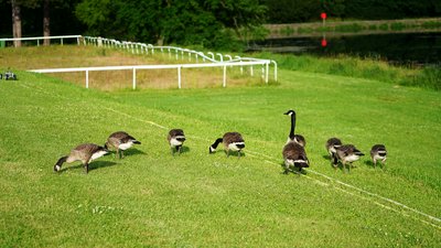 Photo from gallery Canada Geese Family Part 2 [June 2021] taken on 2021-06-21 19:58:30 at Yvelines by DrJLT
