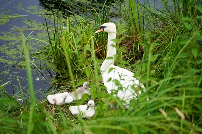 Photo from gallery Mute Swan Family 2 [June-July 2021] taken on 2021-07-02 20:13:24 at Yvelines by DrJLT