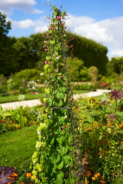 Jardin des plantes [Paris] Aug 2021 #29