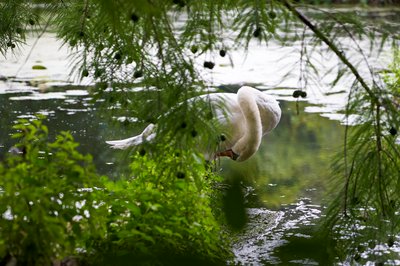 Photo from gallery Mute Swan Family 2 [Aug 2021] taken on 2021-08-18 18:03:42 at Yvelines by DrJLT